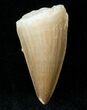 Fossil Mosasaurus Tooth #12444-1